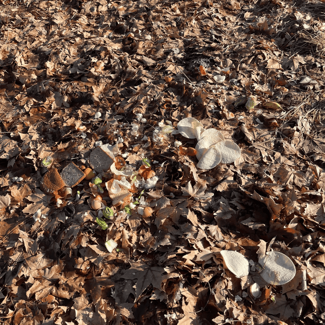 Composting Tips Close Up Of Gem Corn Field Close Up Of Gem Corn Field In This Close Up Photo You Can See Kitchen Waste Being Applied About Every 2 To 3 Feet. As It Warms Up And The Chickens Do There Thing This Will Help Add More Biological Activity To The Soil. It'S Quite A Bit Of Work When You Use Natural Materials On Large Areas But The Rewards Are Well Worth The Effort.