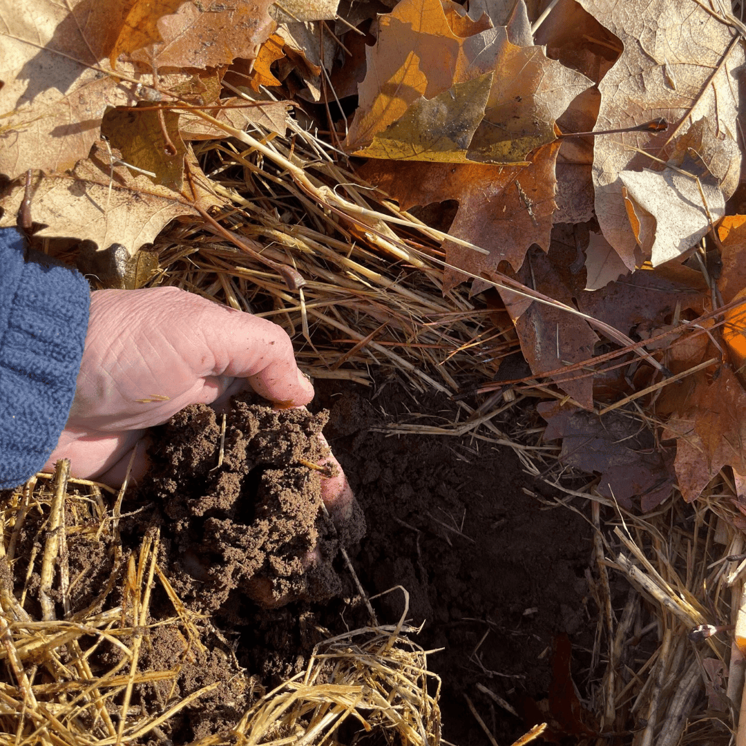 Composting Tips In This Picture Have Dug Down 5 Inches Into The Soil. Last Year This Small 2 Acres Was Our Personal Vegetable Garden. We Lightly Tilled It Early Sept After The First Frost Kill Everything At 19 Degrees. We Covered The Entire Area With 6 Inches Of Rice Straw And Some Old Seeded Hay. The Next Layer Is 4 To 5 Inches Of Oak Leaves And Many Buckets Of Wood Ash Along With Our Kitchen Waste. We Also Have 40 Personal Free Range Chickens That Love To Tear Up The Ground And Fertilize It.