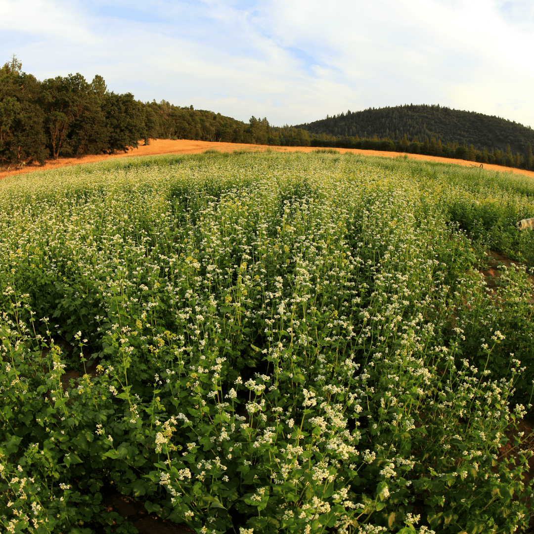 Regenerative Organic Farming Crop Rotations Buckwheat Basaltic Farms