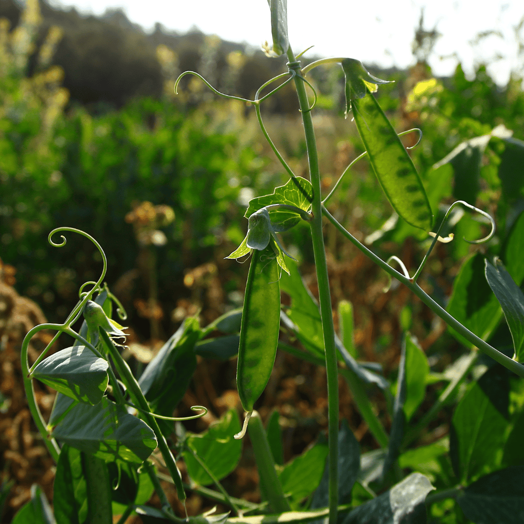 Regenerative Organic Farming Soil Health Austrian Winter Peas Basaltic Farms 1 Regenerative Organic Farming Soil Health Austrian Winter Peas Basaltic Farms 1