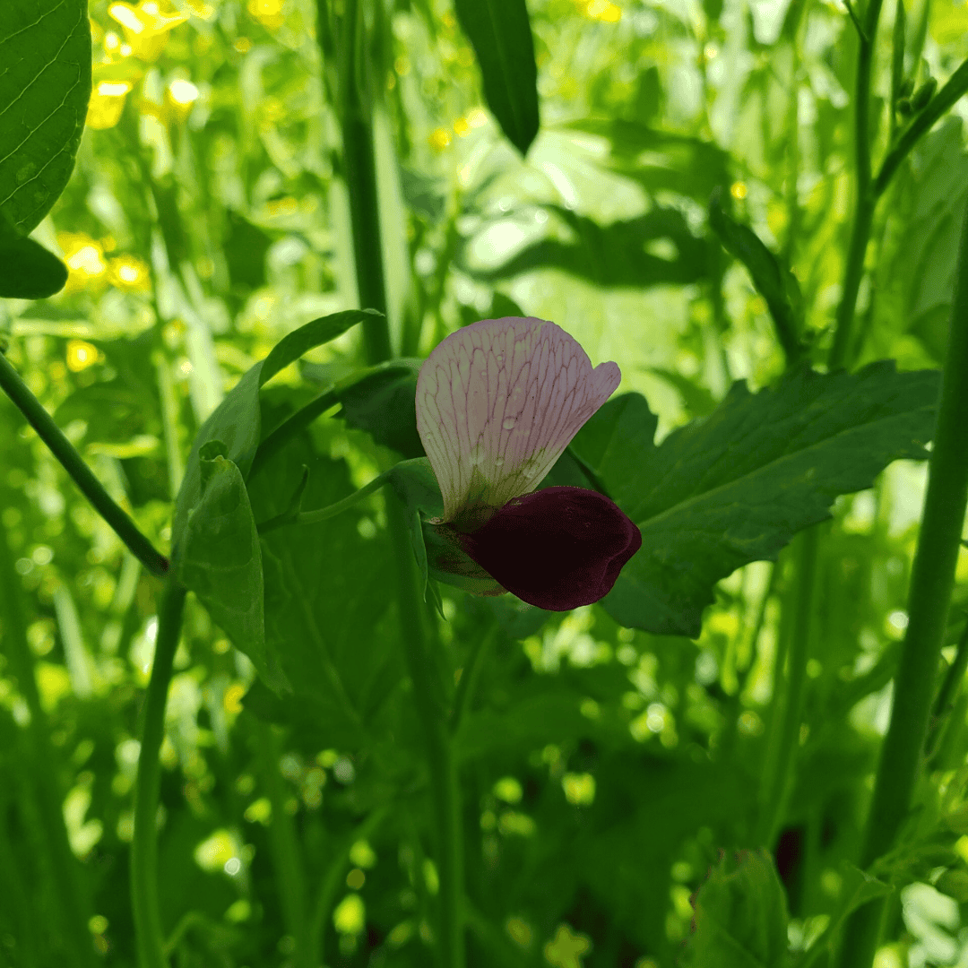 Regenerative Organic Farming - Soil Health Austrian Winter Peas - Basaltic Farms Regenerative Organic Farming - Soil Health Austrian Winter Peas - Basaltic Farms