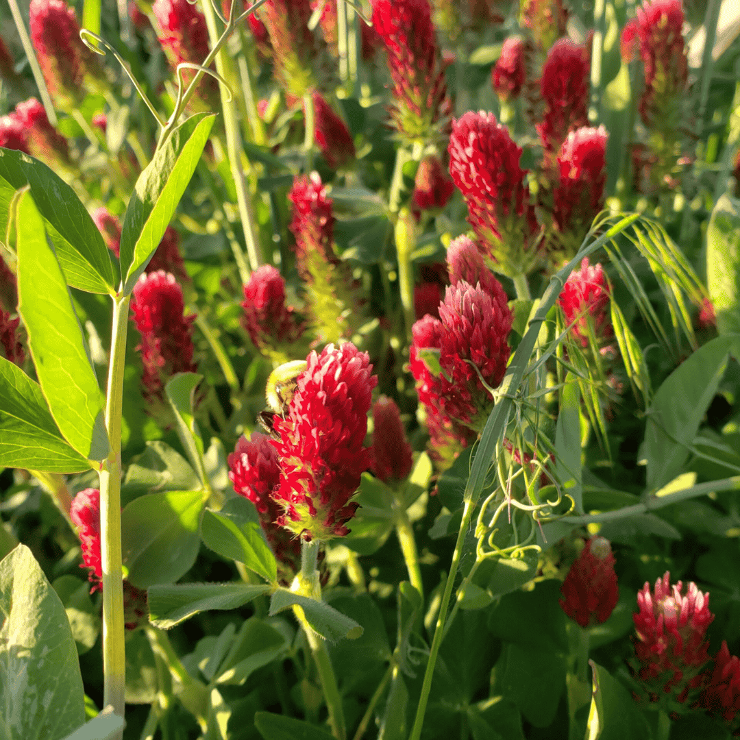 Regenerative Organic Farming What Is Soil Health Red Crimson Clovers Basaltic Farms Regenerative Organic Farming What Is Soil Health Red Crimson Clovers Basaltic Farms
