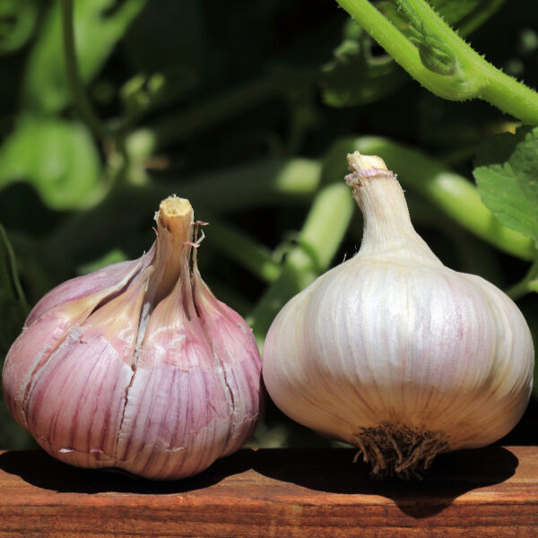 CCOF and USDA Certified Organic Chesnok Red Garlic - Basaltic Farms