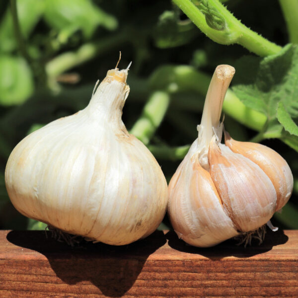 Buy CCOF and USDA Certified Organic German Red Garlic - BasalticFarms