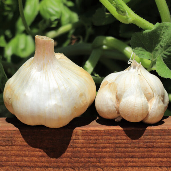 Buy CCOF and USDA Certified Organic Inchelium Red Garlic - BasalticFarms