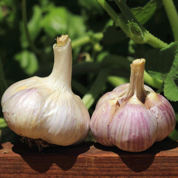 Buy CCOF and USDA Certified Organic Music Garlic - BasalticFarms