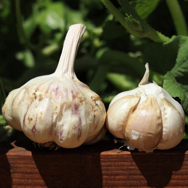 Buy CCOF and USDA Certified Organic Sicilian Artichoke Garlic - BasalticFarms
