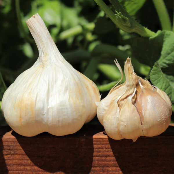 Buy CCOF and USDA Certified Organic Susanville Garlic - BasalticFarms