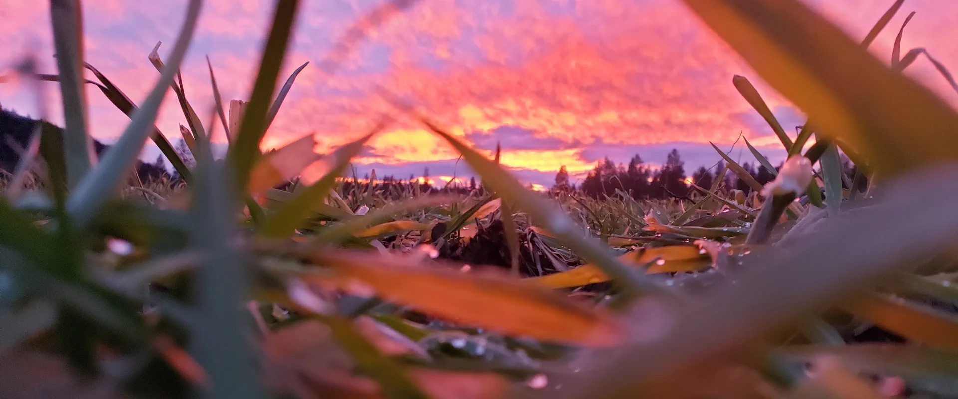 Ccof Organic Certifications Organic Farm Basaltic Farms