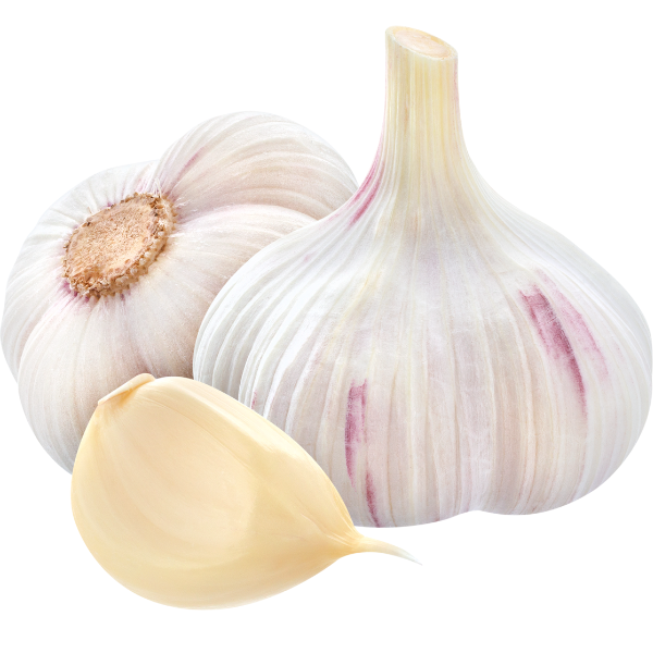 Certified Organic German Red Garlic Bulbs For Sale - Basaltic Farms