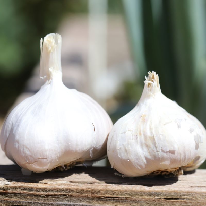 Certified Organic Sicilian Artichoke Garlic Bulbs - Hardneck Garlic - Fall Planting - Basaltic Farms