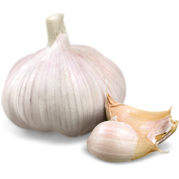Certified Organic Susanville Garlic Bulbs For Sale - Basaltic Farms