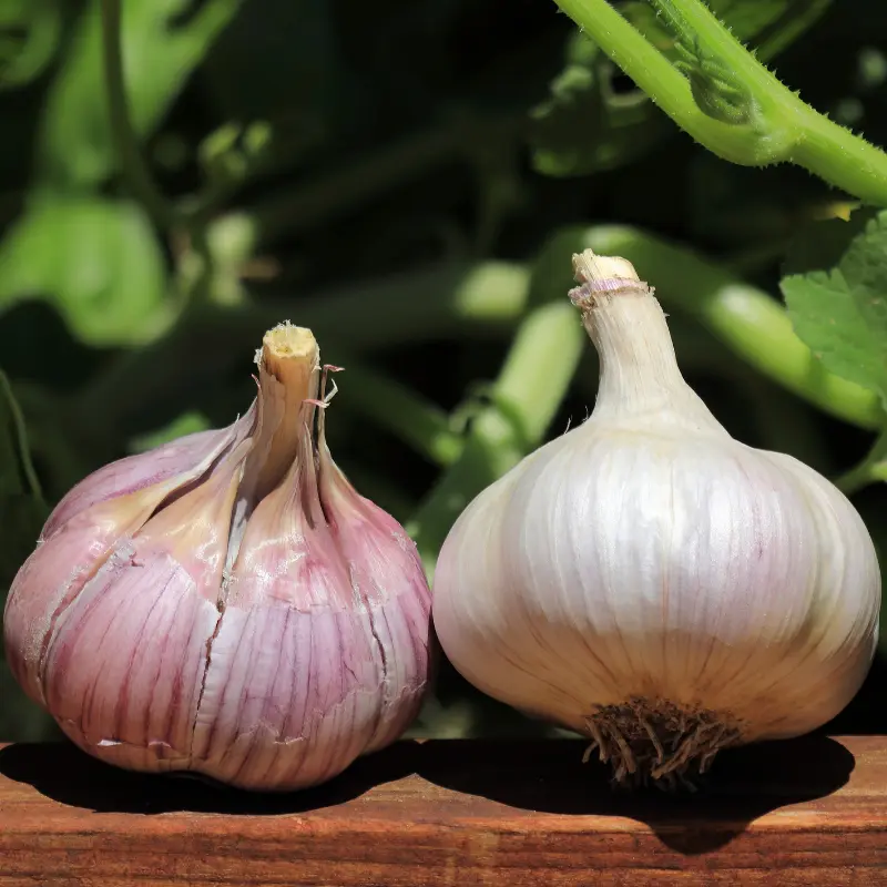Chesnok Red Garlic Hardneck Basaltic Farms