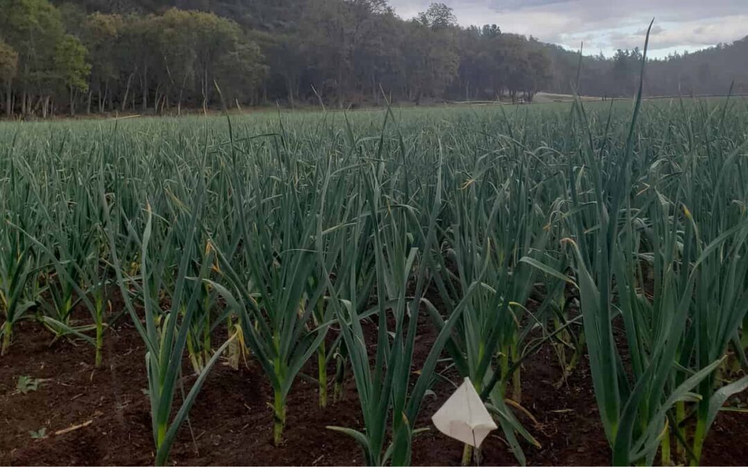 How Much Garlic How Many Bulbs And Cloves By Weight Basaltic Farms