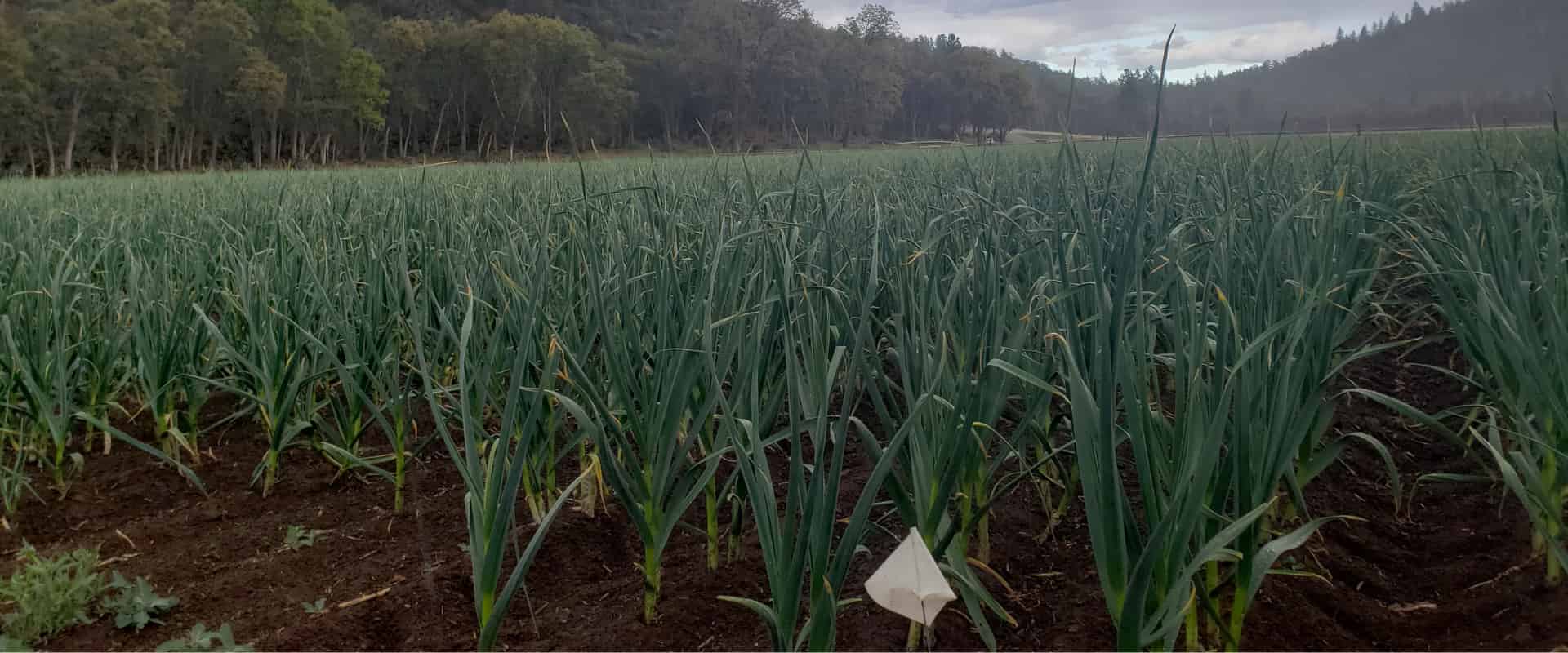 How Much Garlic How Many Bulbs and Cloves by Weight Basaltic Farms