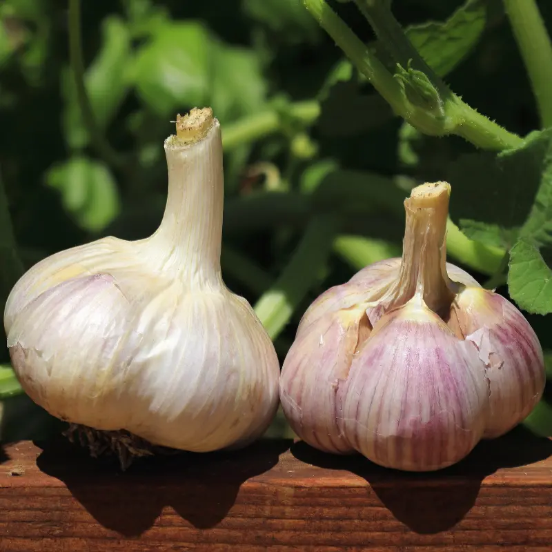 Organic Music Garlic Hardneck Basaltic Farms