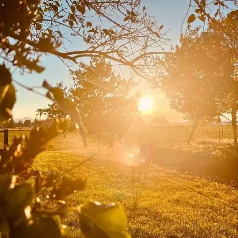 Sunset In Mcarthur California Organic Garlic Farm Basaltic Farms (1)
