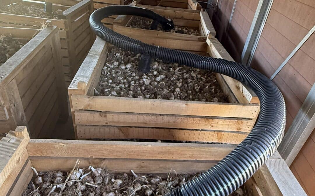 Garlic Curing In Forced-Air Crates In A Barn At Basaltic Farms