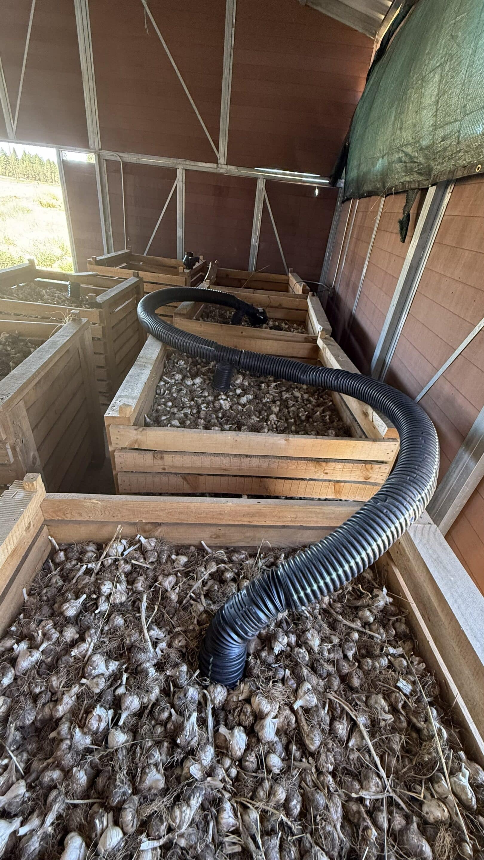 garlic storage crates with forced air ventilation for drying Garlic curing in forced-air crates in a barn at Basaltic Farms