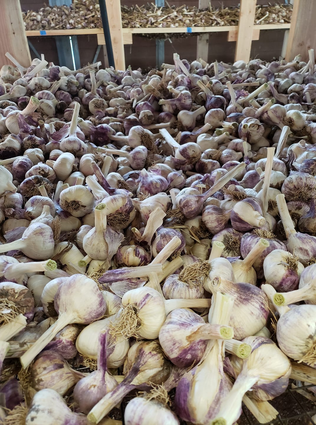 buy bulk seed garlic