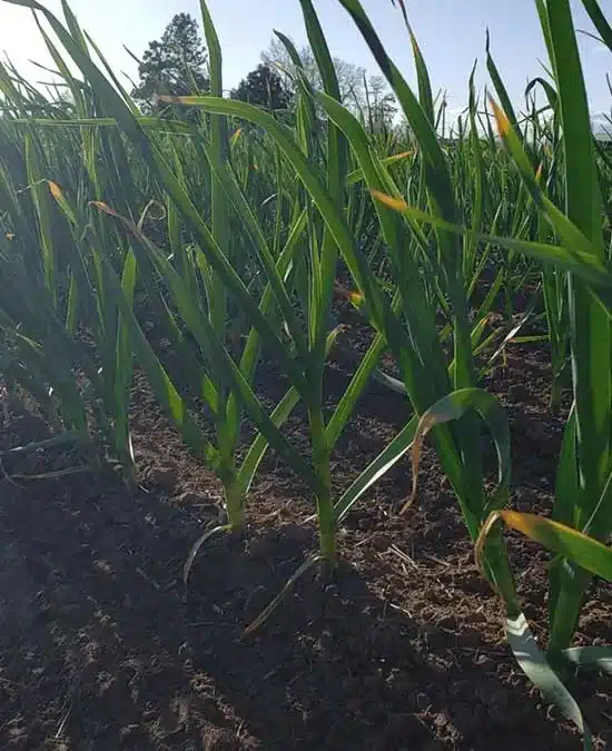 How to Plant Garlic, Proven Garlic Growing Instructions for Fall Planting