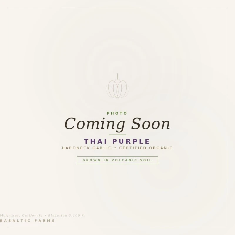 Thai Purple Coming Soon